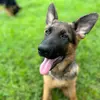 lunashepherdadventures - @lunashepherdadventures - TikTok