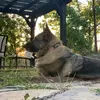 LunaTheShepherd - @thegermanstar - TikTok