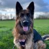 .luna.the.shepherd - @lunathe.shepherd - TikTok