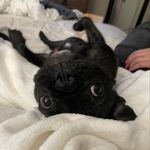 Luna Tuna Turbo Taylor ™ - @_luna.taylor - Instagram