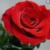 Lupe Acuña - @lupe.acua3 - TikTok