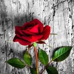 Lupe Bernal - @lupe.bernal.520357 - Instagram