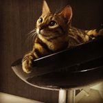 Lupe Casas Perez - @gata_bengali_lupe - Instagram