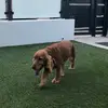 Lupee! - @lupee.my.foster.dog - TikTok