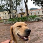 Lupe & Jacobo - @lupedog - Instagram