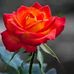 Lupe Jasso - Facebook