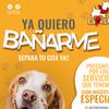 LAPELU peluqueria canina - @lapelupeluqueriacanina - TikTok