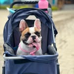 Lupe michel 🐶 - @lupebulldogfrances2022 - Instagram