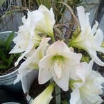 lupe piña - @pina6095 - Instagram