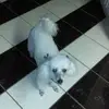 lupepuga11 - @lupepuga11 - TikTok