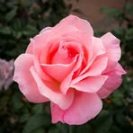 Lupe Thomas - Facebook