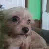 lupethomas6 - @lupethomas6 - TikTok