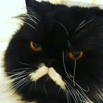 Thomaspty507 - @thomas_lupe_pebbles_ - Instagram