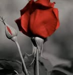 Luqman Ali Ali - Facebook