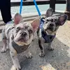 Lu & the Frenchies 🐶🐶🏆 - @lu_thefrenchies - TikTok