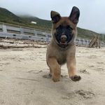 @luthertheshithead - Instagram