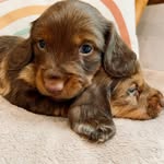Amanda Lopez - @lutherlongdogs - Instagram
