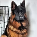 Luther 🐾 - @luther_longhairgsd - Instagram