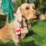 Luther Long Dog - @luther_thedachshund - Instagram