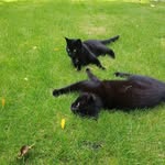 Norman and Luther Lyons - @norman_and_luther_ - Instagram