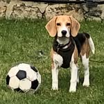 Luther Watson - @king_luther_beagle - Instagram