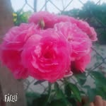 Luyen Vo - @luyen.vo.90813 - Instagram