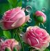Luz Alcala - Facebook