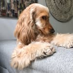 CockerSpaniel_Luz_Mylife - @cokerspaniel_luz_mylife - Instagram