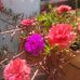 Luz Jasso - Facebook