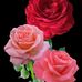 Luz Landeros - Facebook