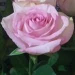 Luz Landeros - @luz.landeros.75470 - Instagram