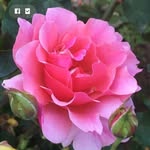 Luz Landeros Alarcón - @landerosalarcon - Instagram