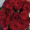 Luz Lino - @luz.lino - TikTok