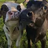Luz maderal - @luz.maderal - TikTok