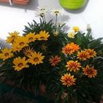 Luz Sáez - @saez.luz - Instagram