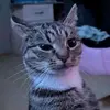 Tello_luz - @tello_luz_00 - TikTok