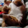 Luz White - @luz.white7 - TikTok