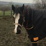 Lydia Beard - @x.equi_lydia.x - Instagram