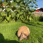 Lydia Bergman - @kaniner_djur.09 - Instagram