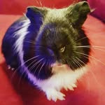 Violet Lydia Elaschuk-Birk - @violettheguineapig - Instagram