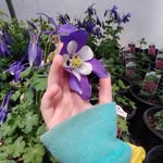 Lydia Cartwright - @lydiacartwheel - Instagram