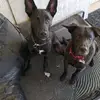 LydiaClement_Jbujz - @lydiaclement_jbujz - TikTok