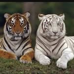 Lydia Coates - @ilovehorses1221 - Instagram