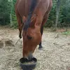 Lydia-kim Desaulniers-cote - @lydiakimdesaulnie - TikTok