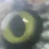 lydia.freeman3 - @lydia.freeman3 - TikTok