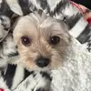 Lydia Gilm🐞re - @lydia.gilmore1 - TikTok