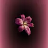 Lydia🌺 - @lydiaibrahim._ - TikTok