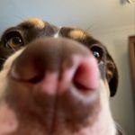 Lydia Kelly Malone - @ireally_like_dogs - Instagram