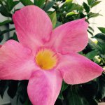 Lydia Mccann - @lydias_backyard_flowers - Instagram