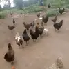 FRUIT OF FAITH - @lydia.mesa1 - TikTok